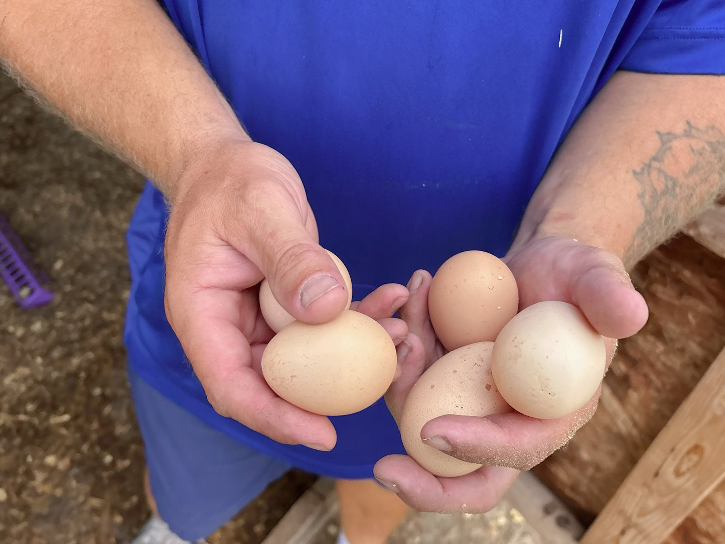 Limited Quantity – $1 First-Time Trial Pasture-Raised Eggs First come, first served. Pickup only.