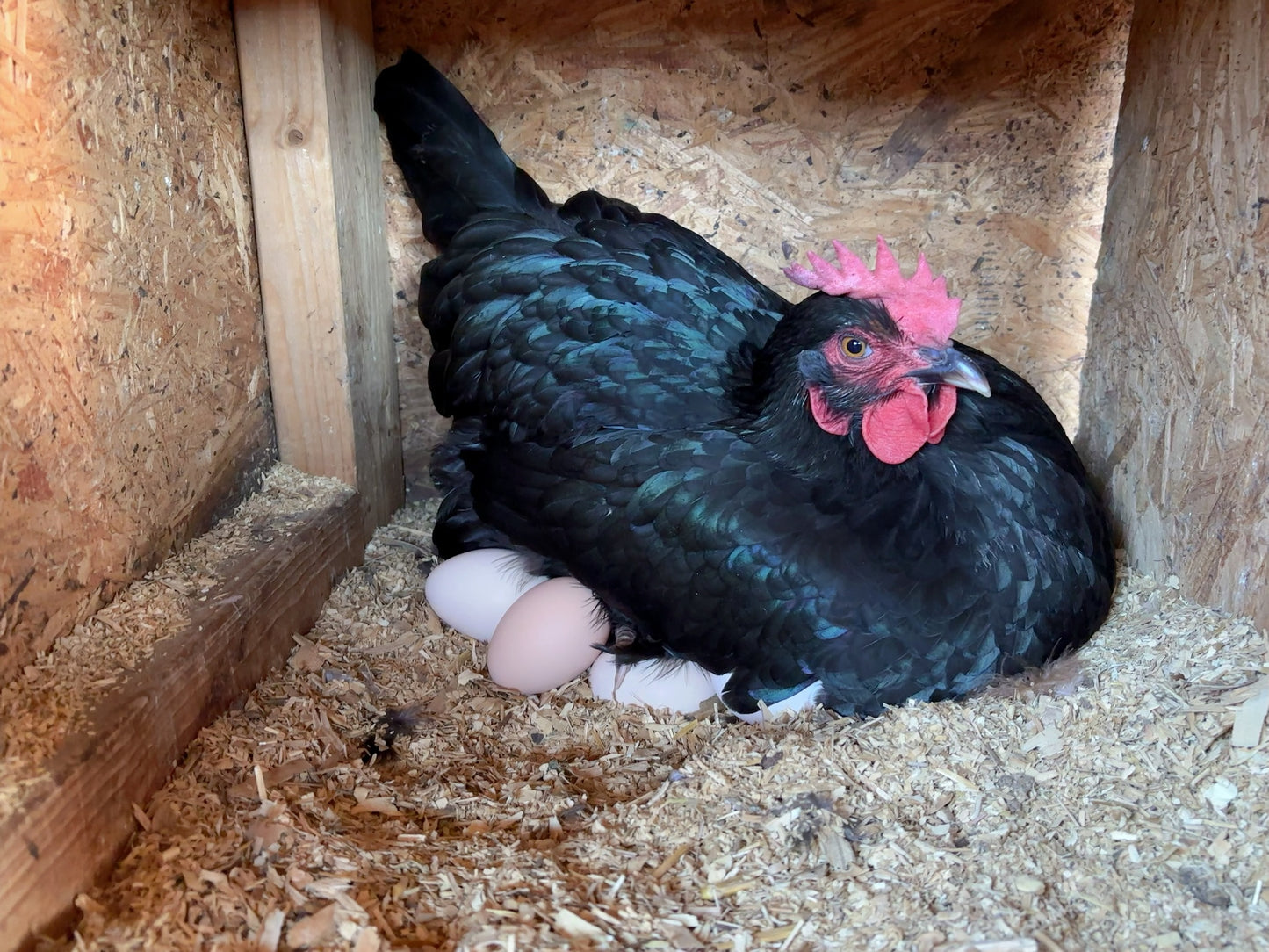Pasture-Raised Egg Subscription (3 Dozen) – Neighbor Plan