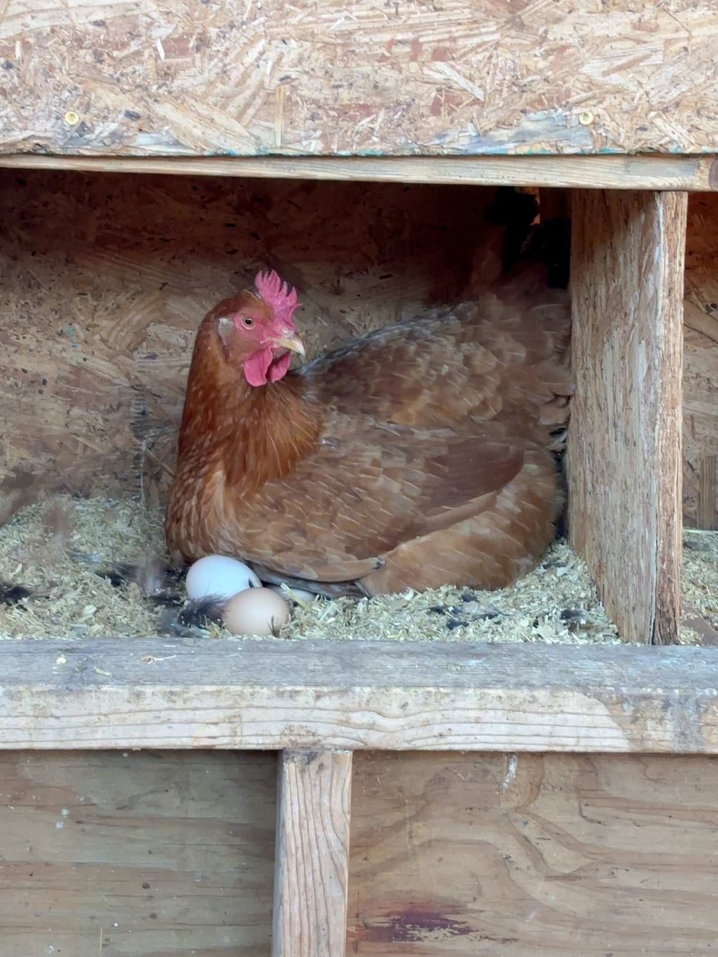 Limited Quantity – $1 First-Time Trial Pasture-Raised Eggs First come, first served. Pickup only.