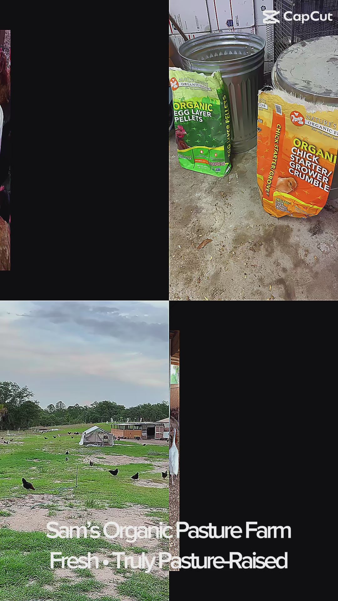 Load video: Pasture-raised hens roaming freely on pasture, eating mealworms and rice, with fresh eggs collected from nesting boxes at Sam's Organic Pasture Farm.